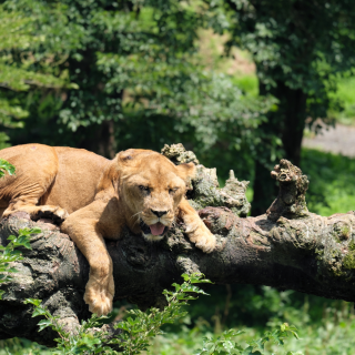 Fuji Safari-Park