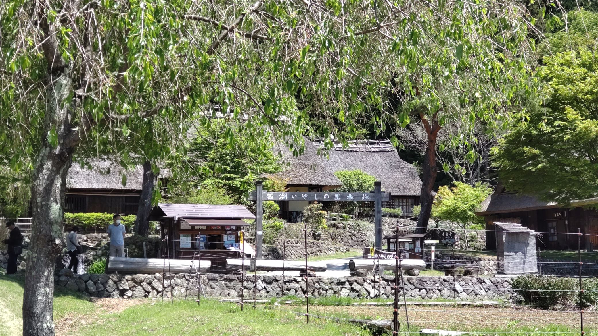 Spring landscape with flowers and traditional thatched houses in Saiko Iyashi no Sato.